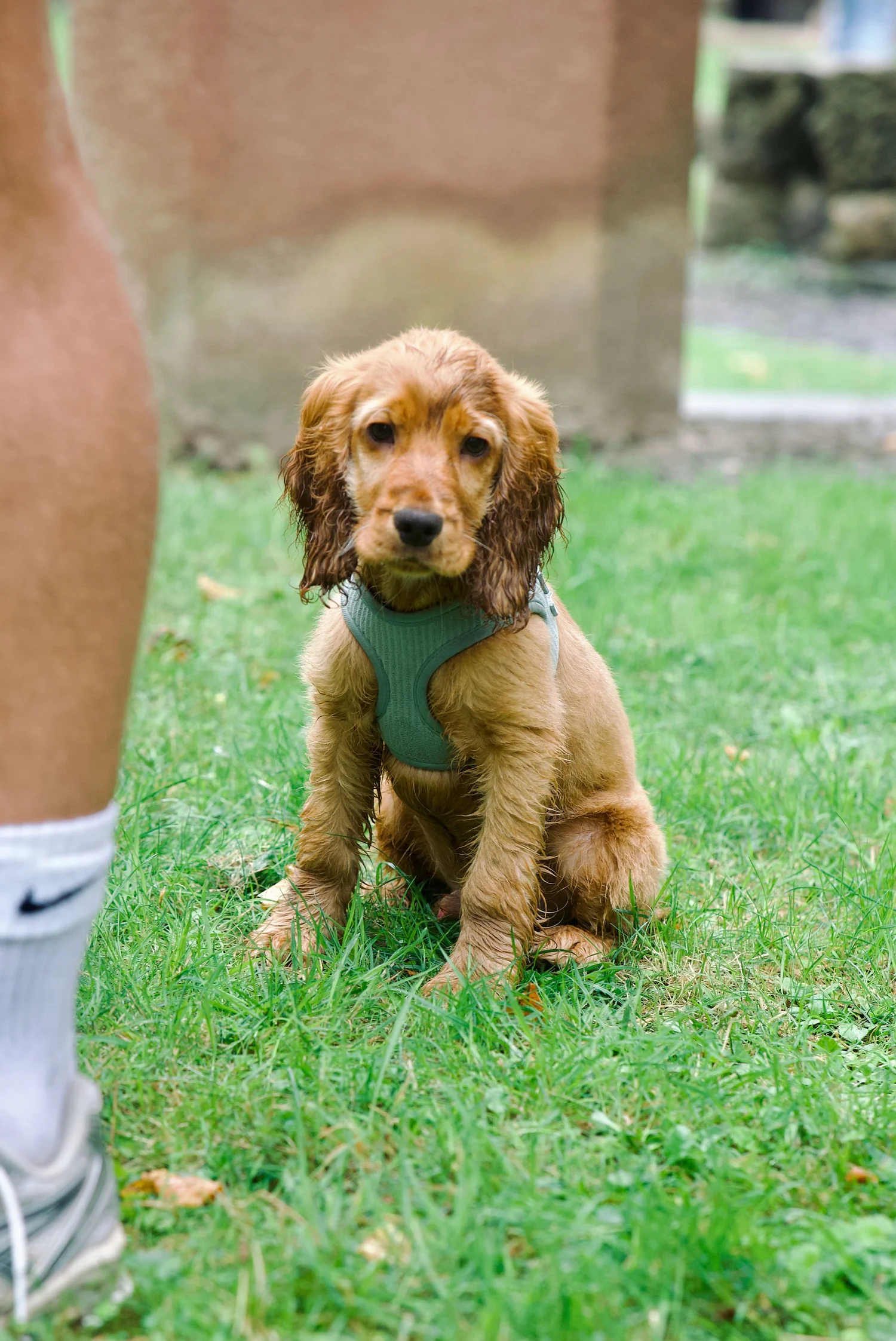 Cocker Spaniel puppy sitting calmly on the lawn