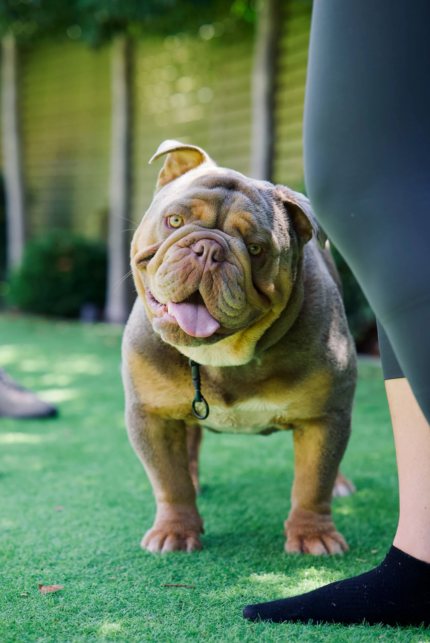 Bulldog standing relaxed beside its owner