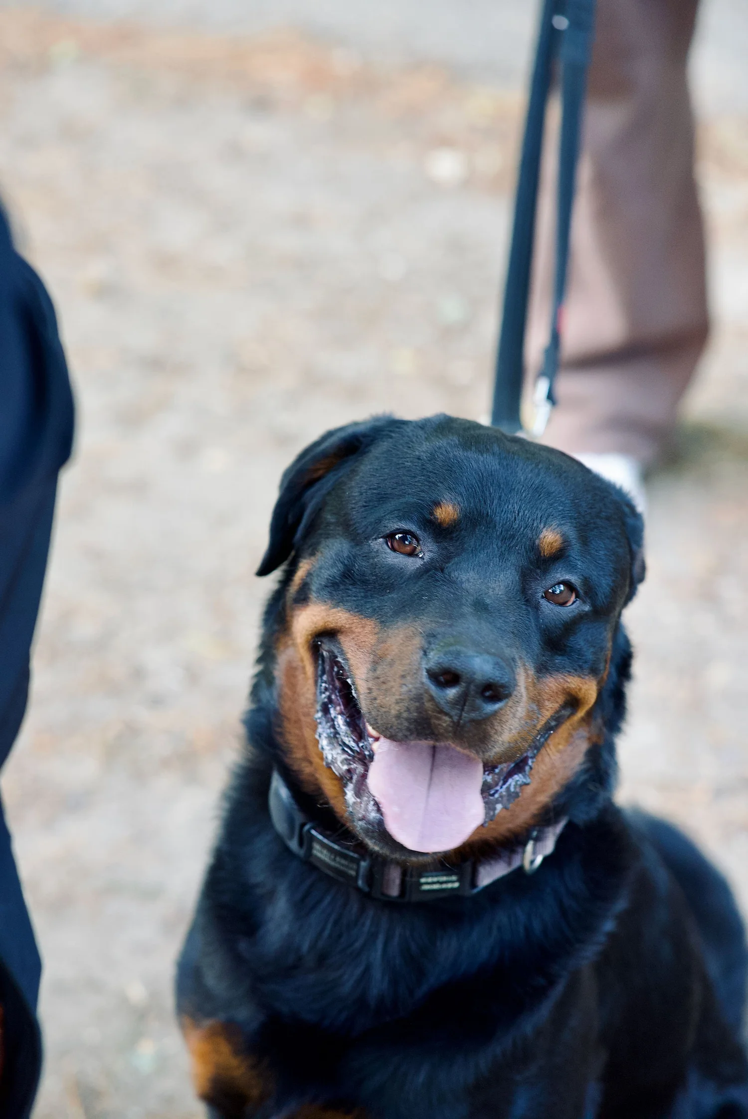 Rottweiler waiting calmly on the lead