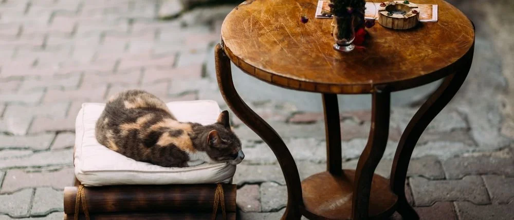 Istanbul Cafe Cat Farewell