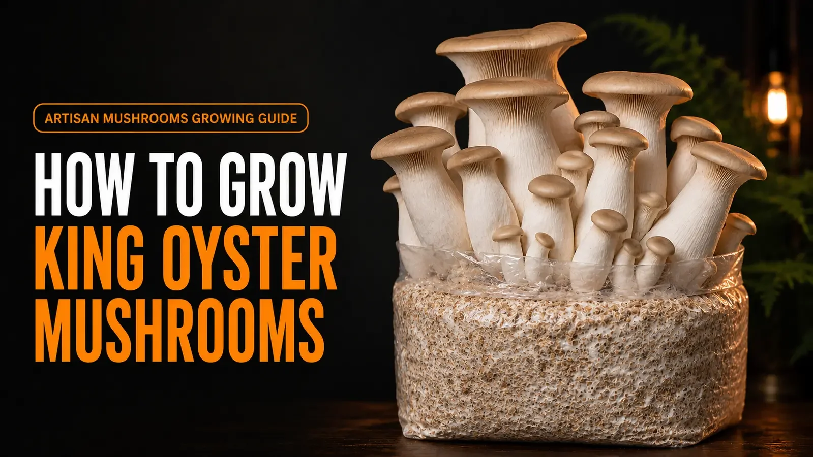 A realistic cluster of King Oyster mushrooms with thick stems fruiting from a mushroom grow bag