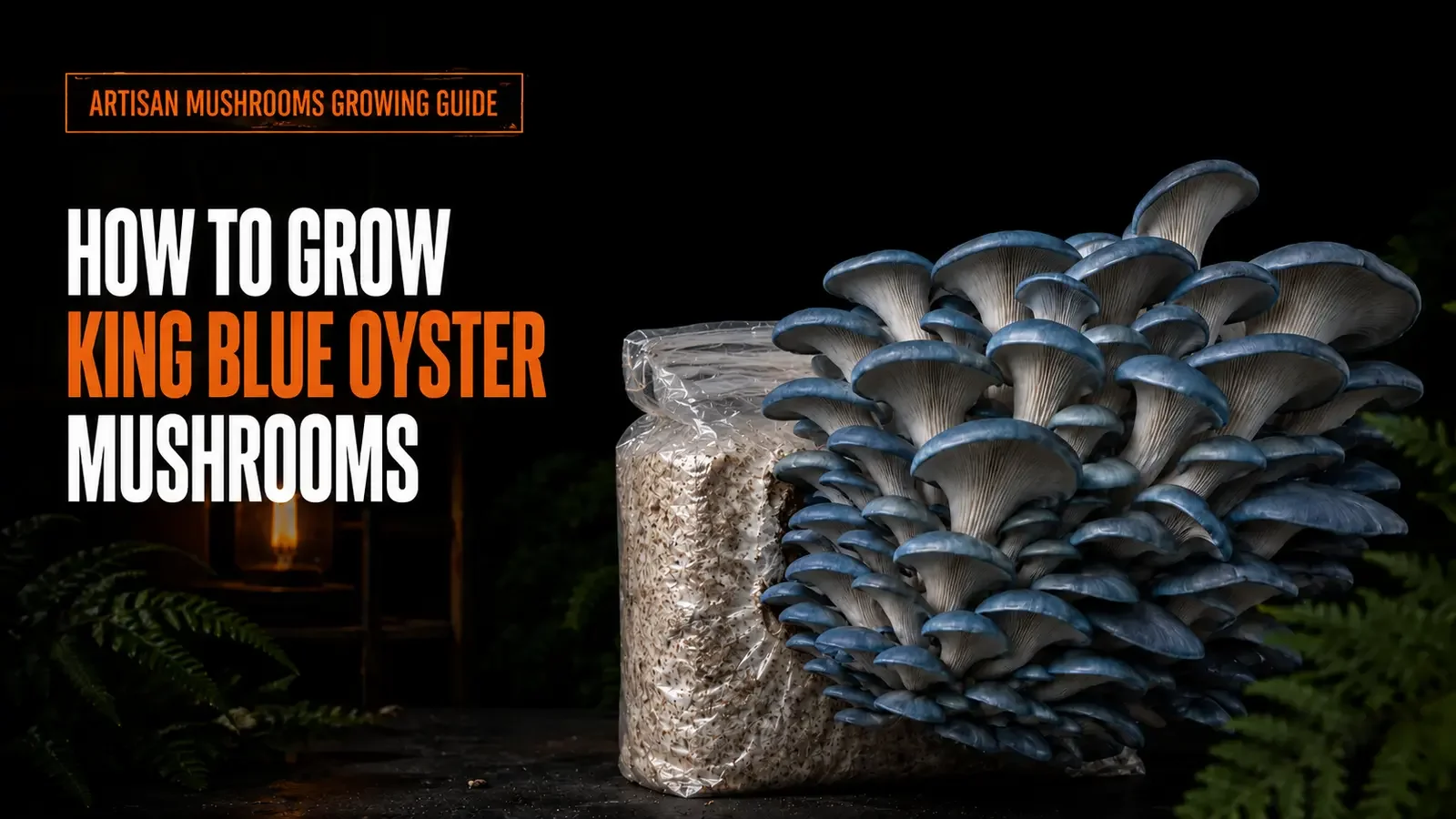 A large realistic side-fruiting cluster of King Blue Oyster mushrooms growing from a compact grow bag with the top folded down