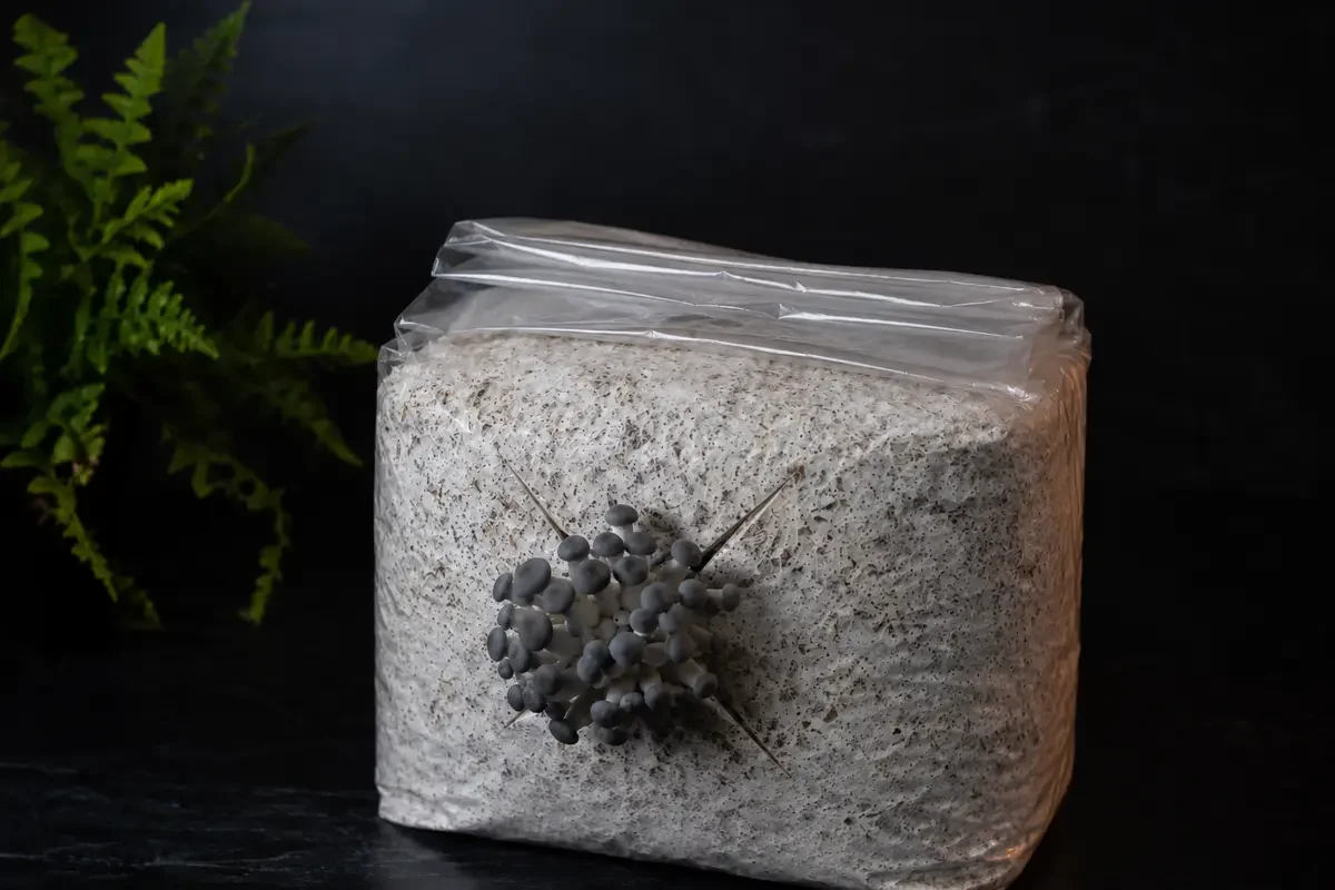 Young King Blue Oyster pins emerging through one X-shaped side cut in a compact grow bag with the top folded down