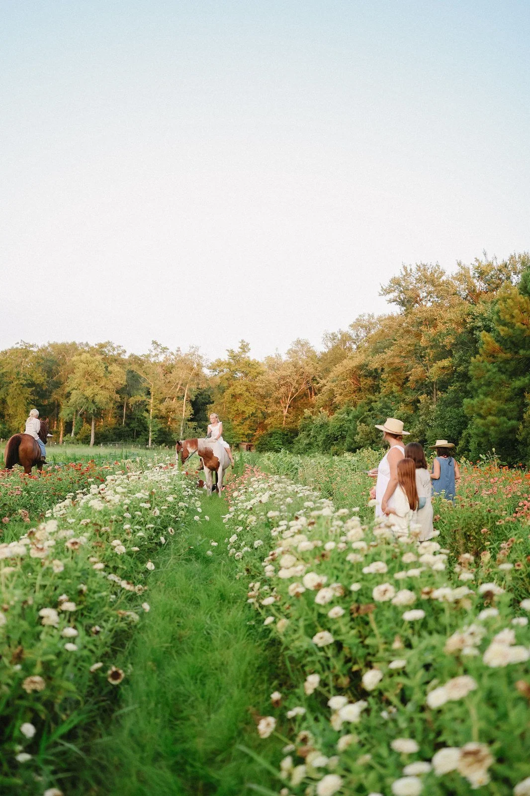 Rows of flowering plants at Bluebird Farm in evening light