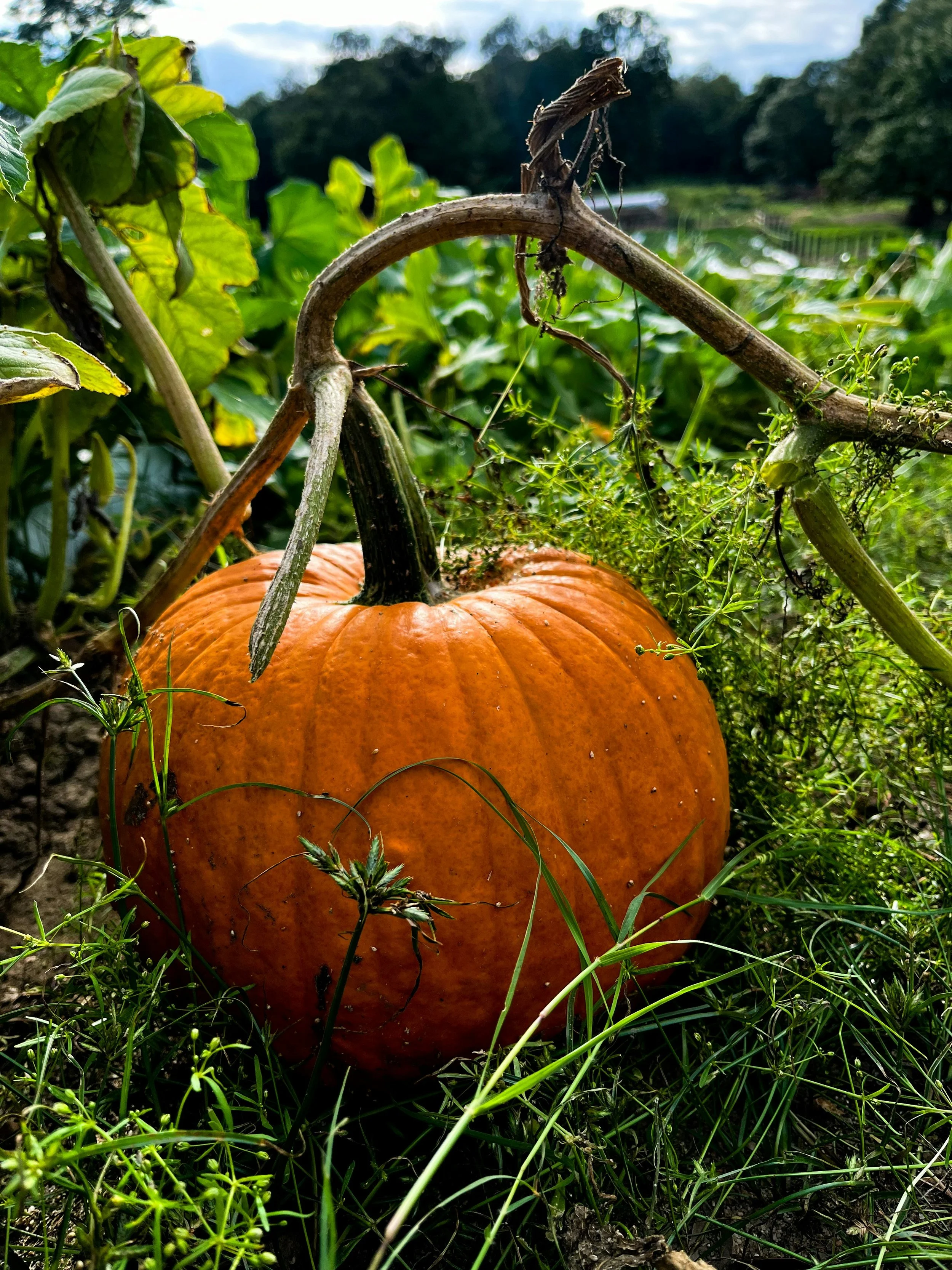Pumpkin vines in Burgaw