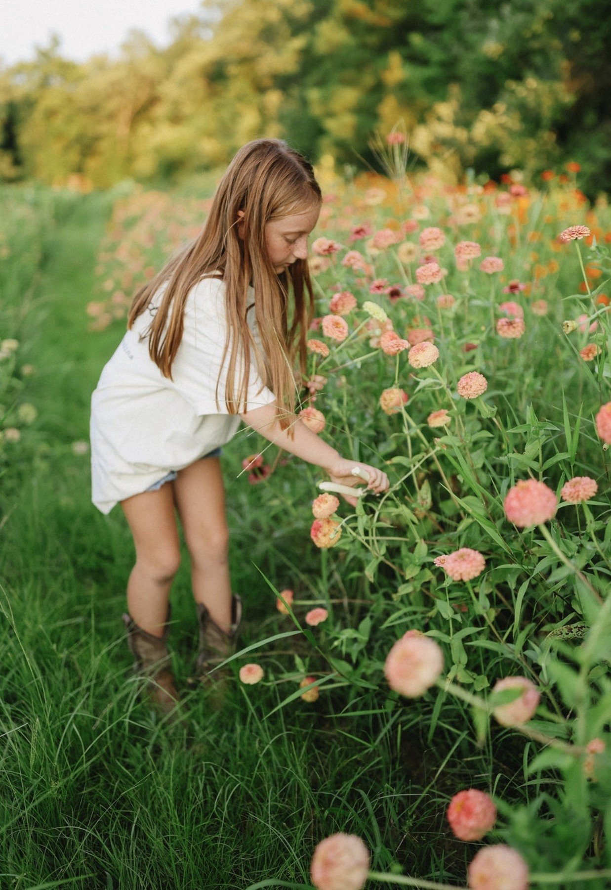 A girl gathering zinnias in the flower field