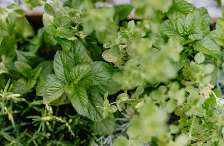 Fresh herbs used in naturopathic medicine at The Clinical Naturopath, Port Douglas