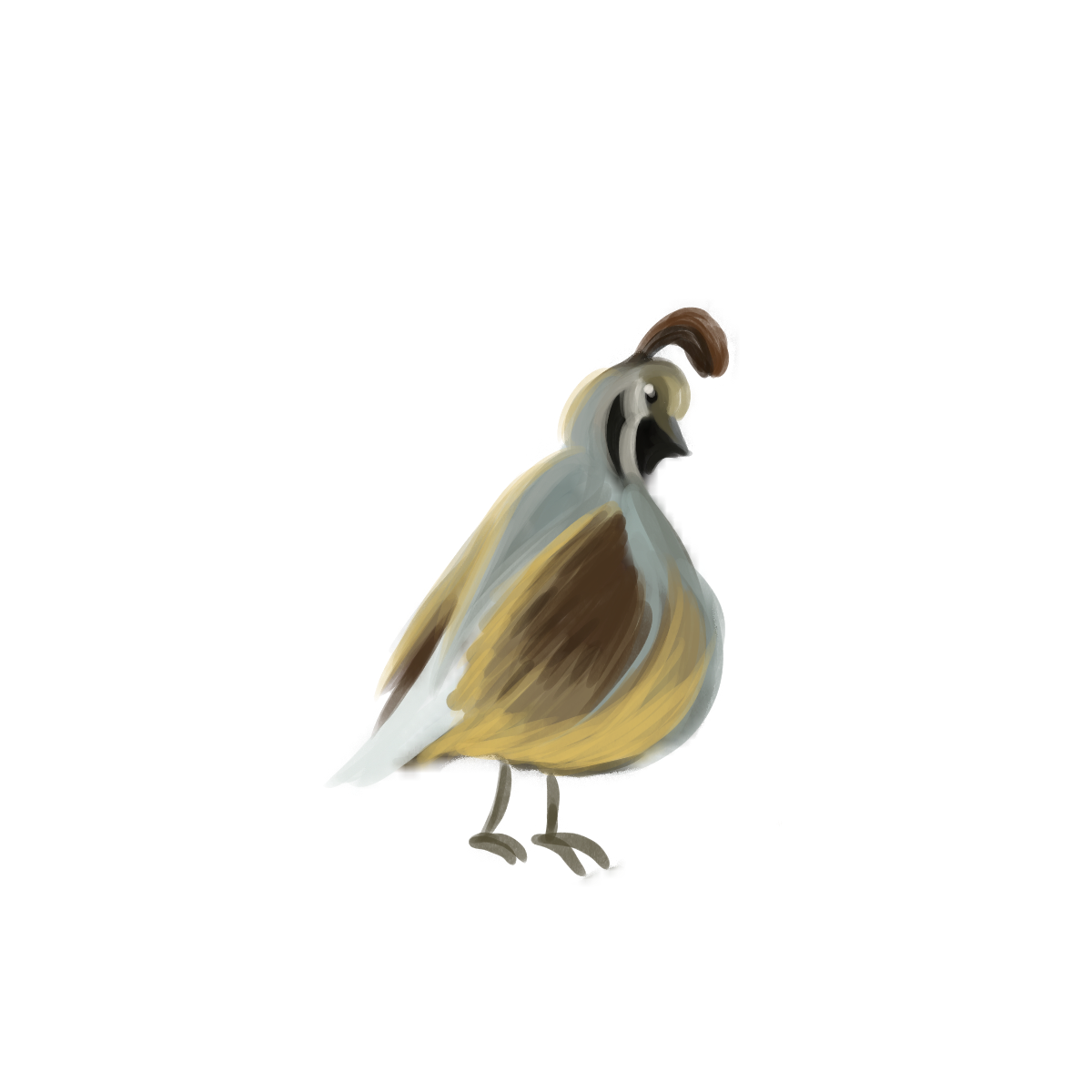 Quail Bird