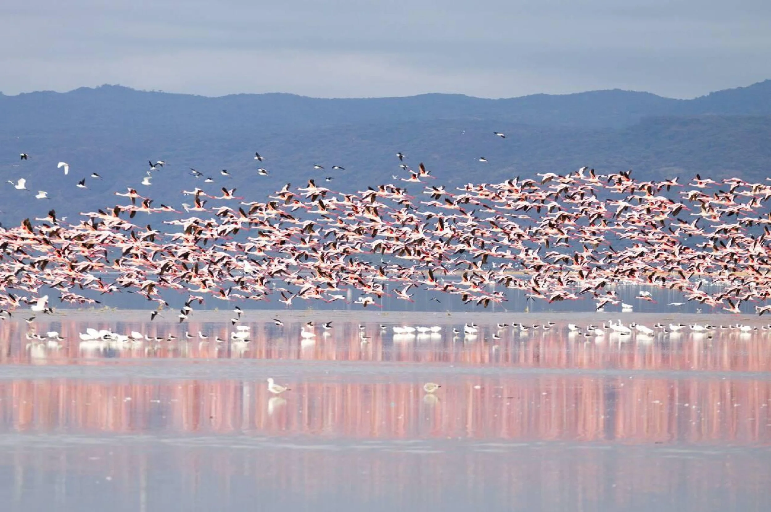 Flamingos on Lake Manyara