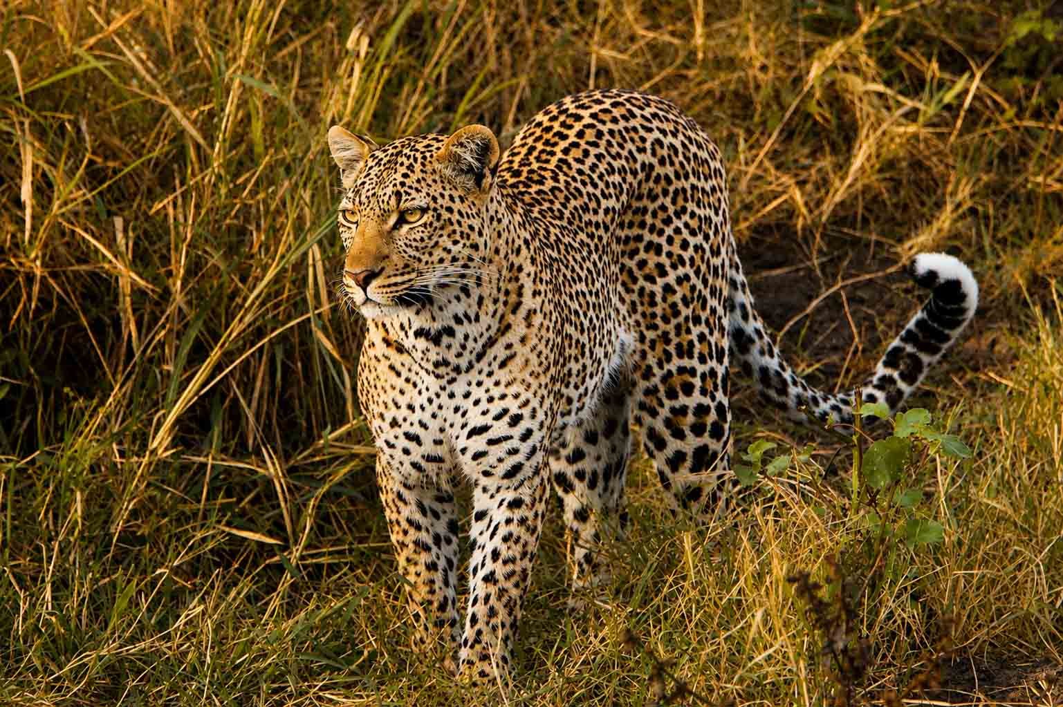 Lion pride on the Ngorongoro Crater floor