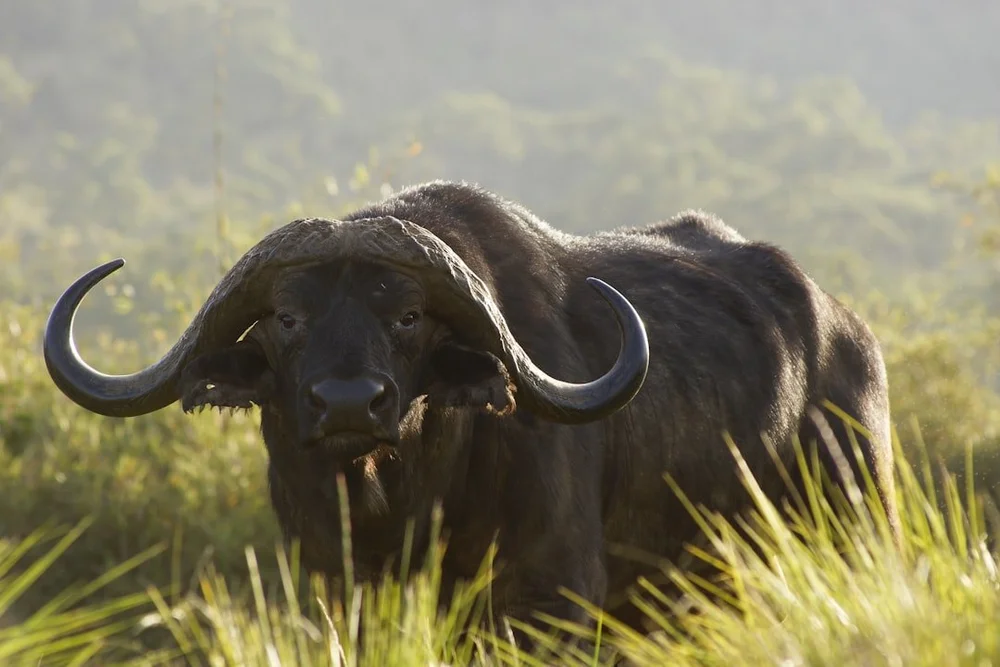 Nyerere National Park