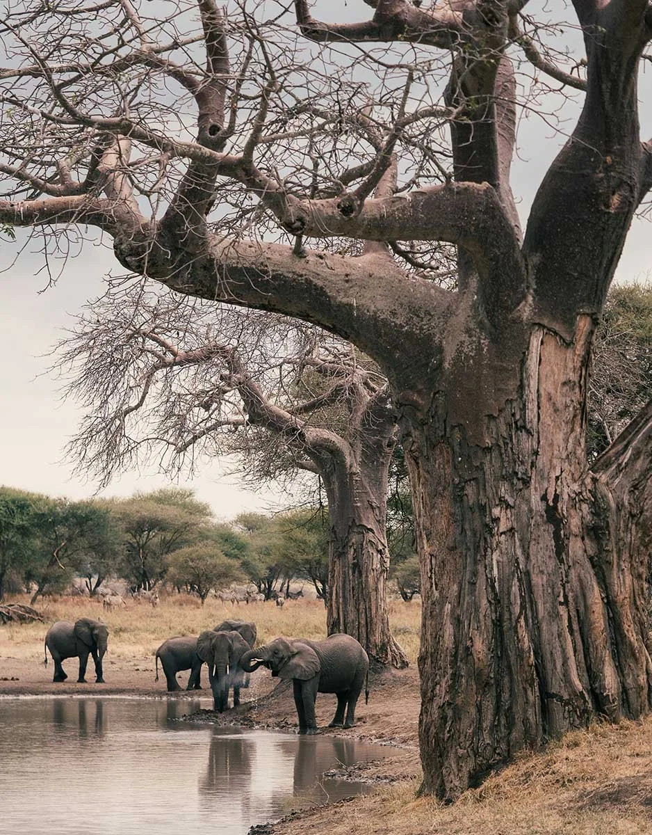 MMM Travel Services guide in the field in Tanzania