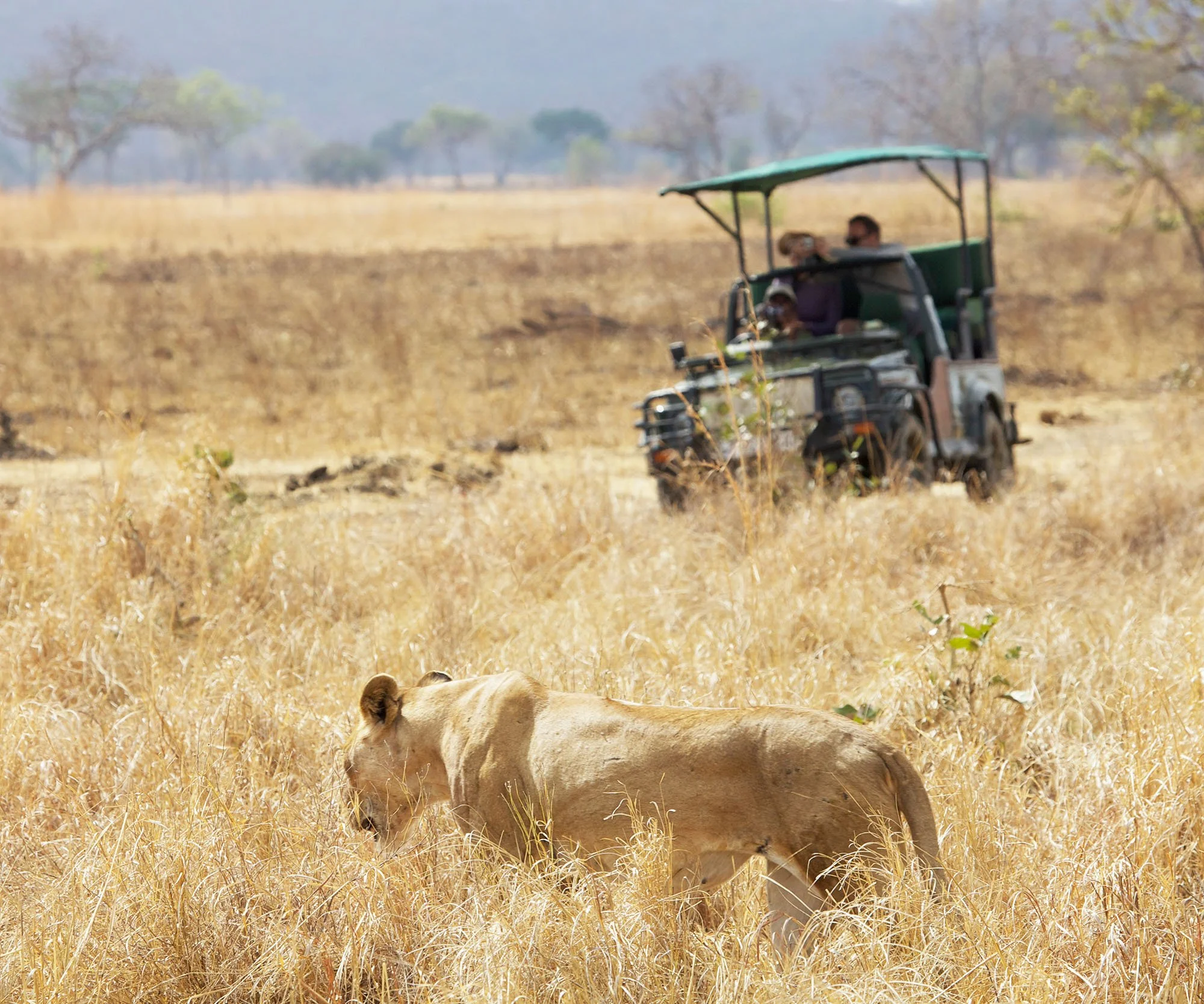 Tree-climbing lion in Tarangire National Park