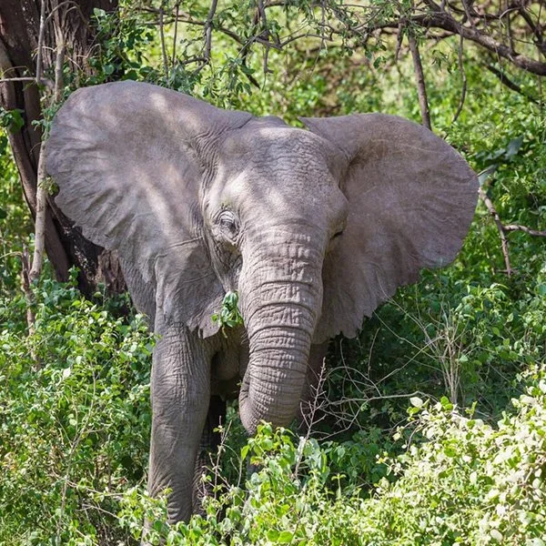 Tree-climbing lion in Lake Manyara National Park