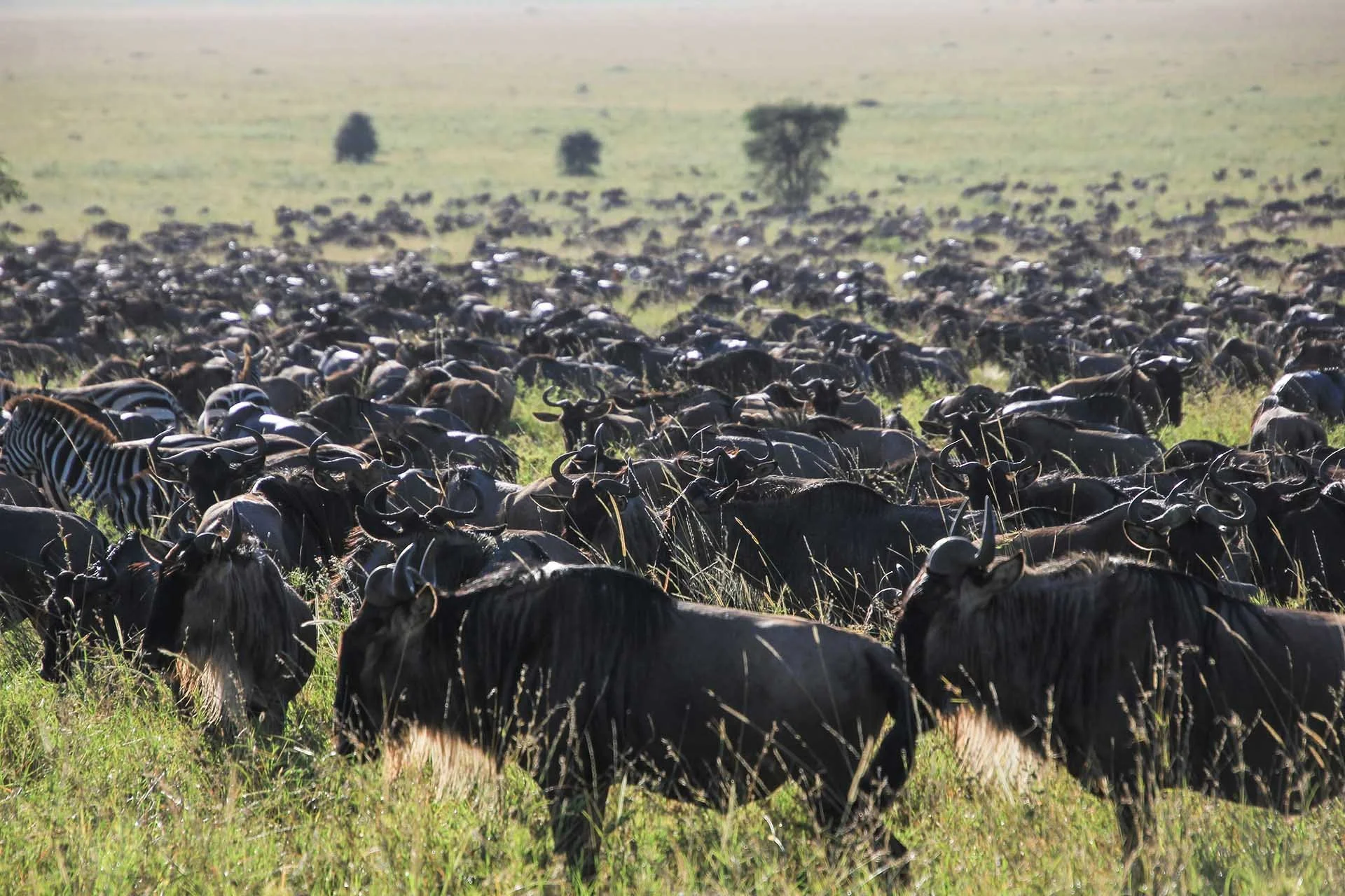 Lion pride resting on the Serengeti plains