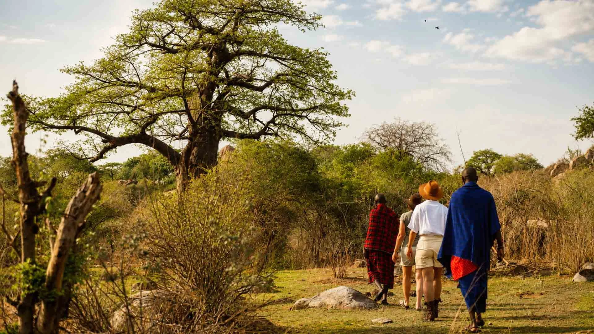 Guided walking safari group crossing open savanna in Tanzania