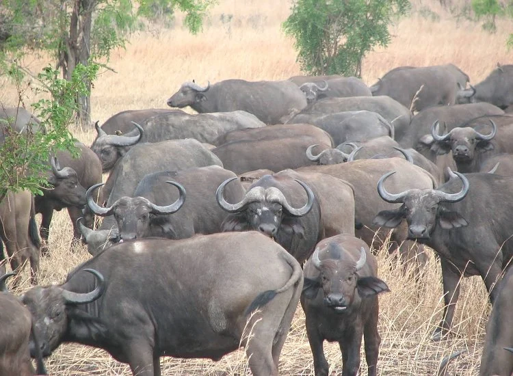 Mkata Floodplain in Mikumi National Park