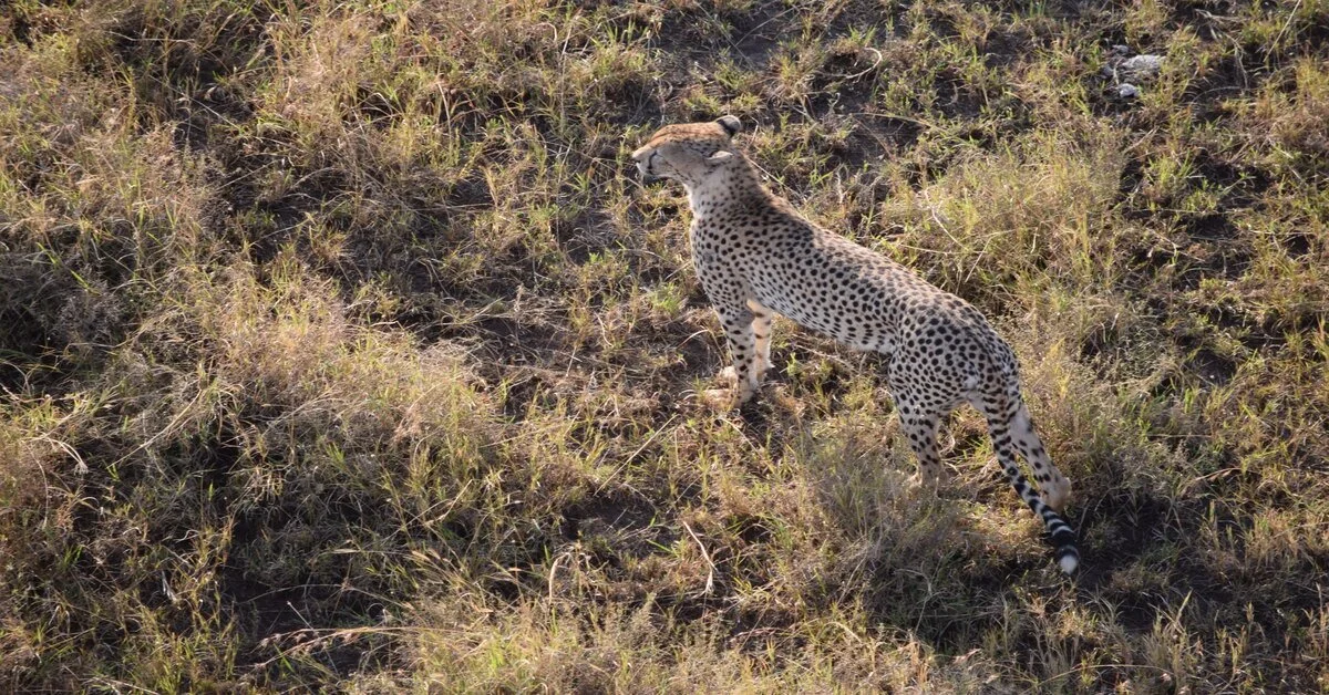 Wildlife herd seen from above during a Tanzania balloon safari