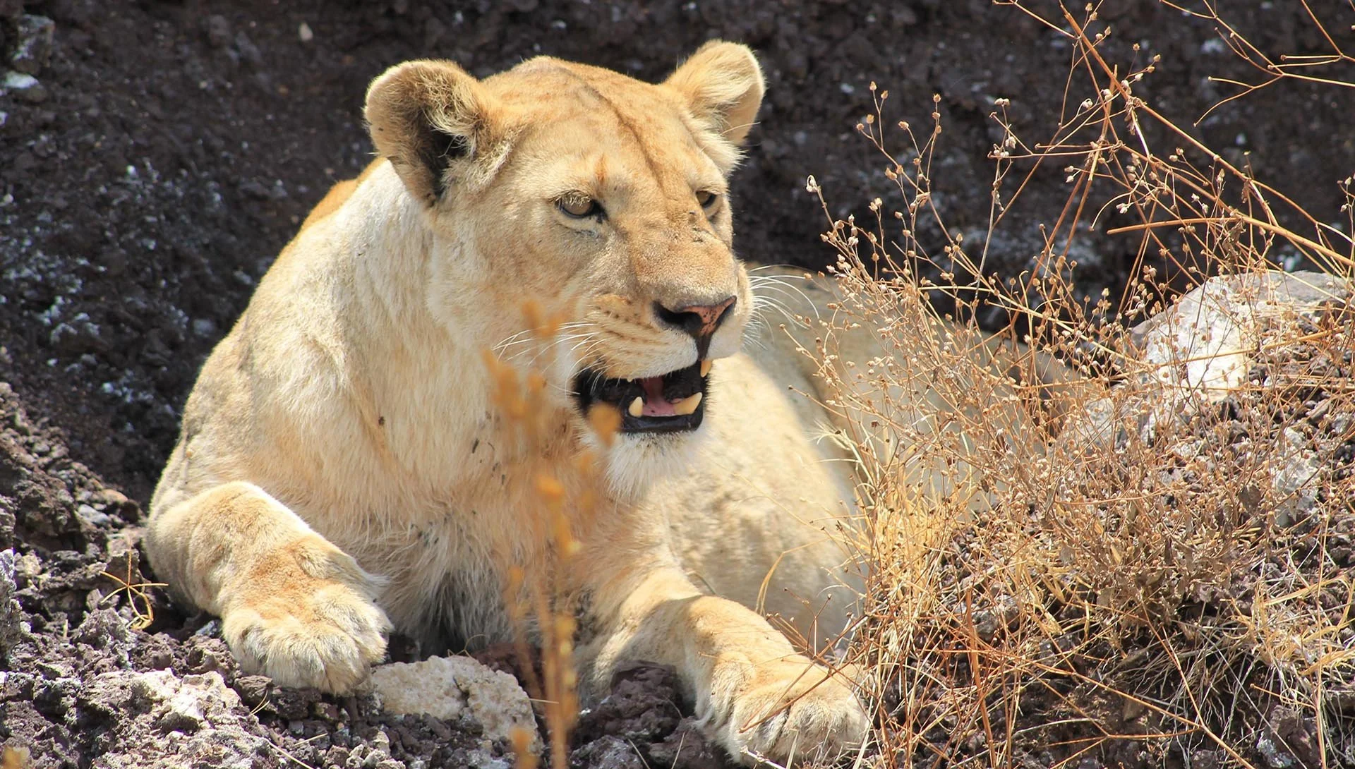 Ngorongoro Crater