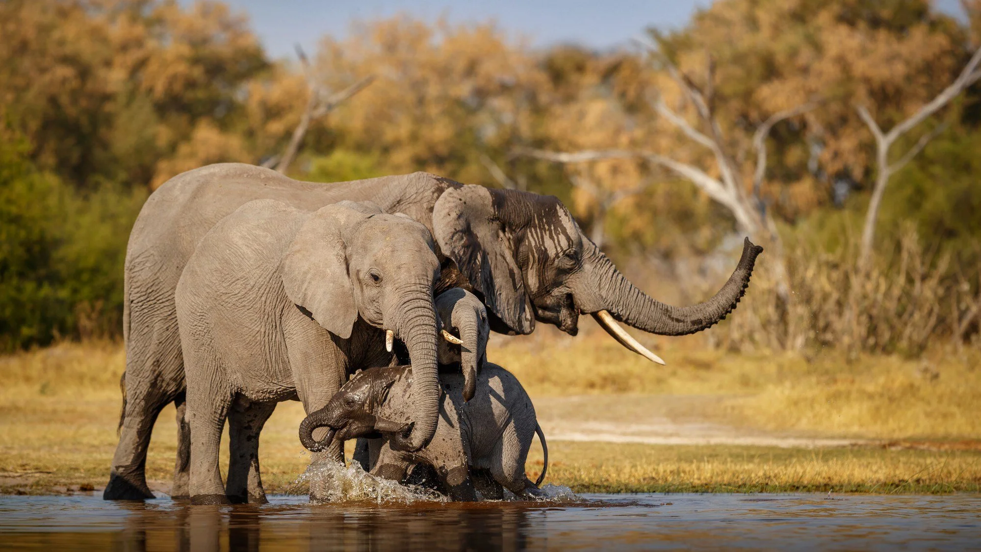 Elephants on the Mkata Floodplain, Mikumi