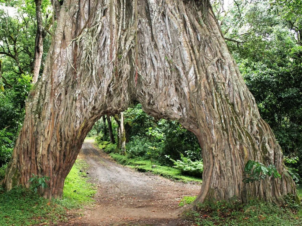 Arusha National Park