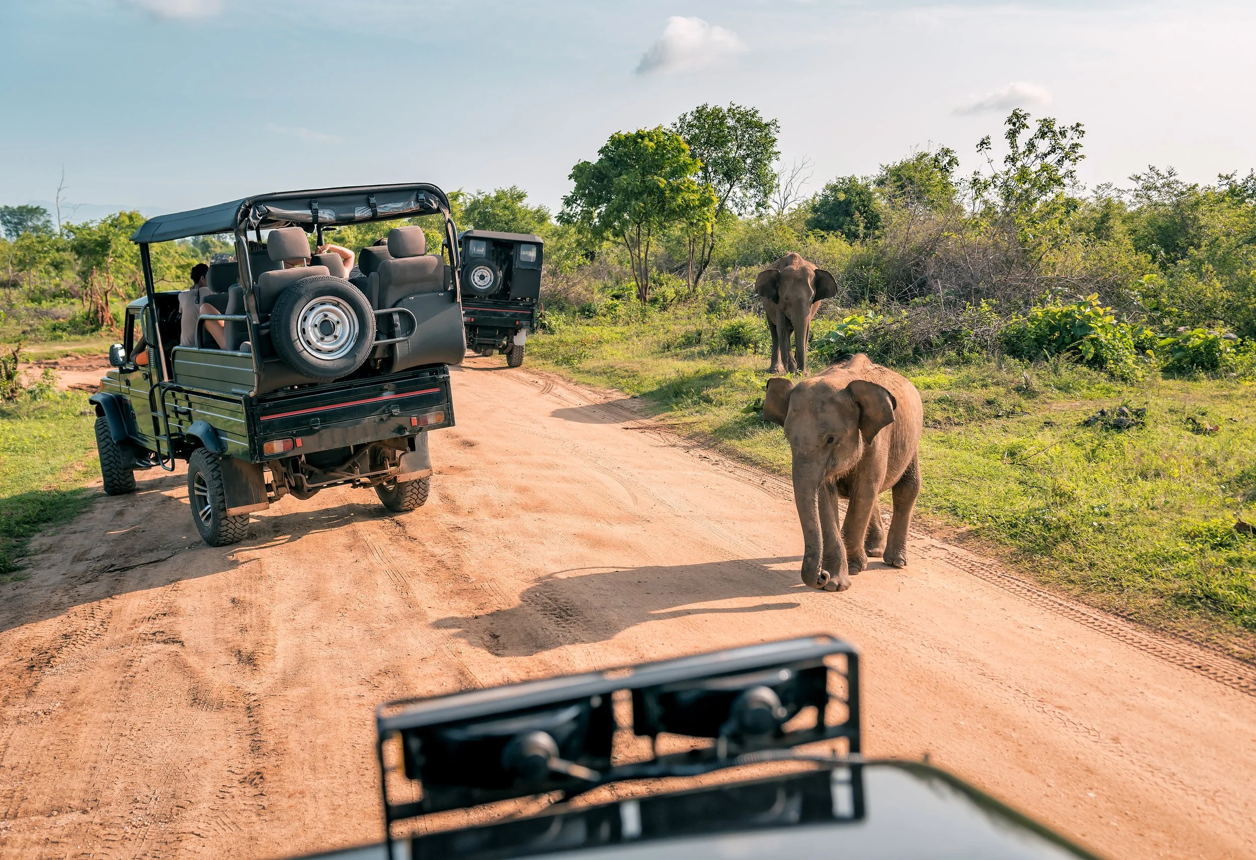 Wildlife