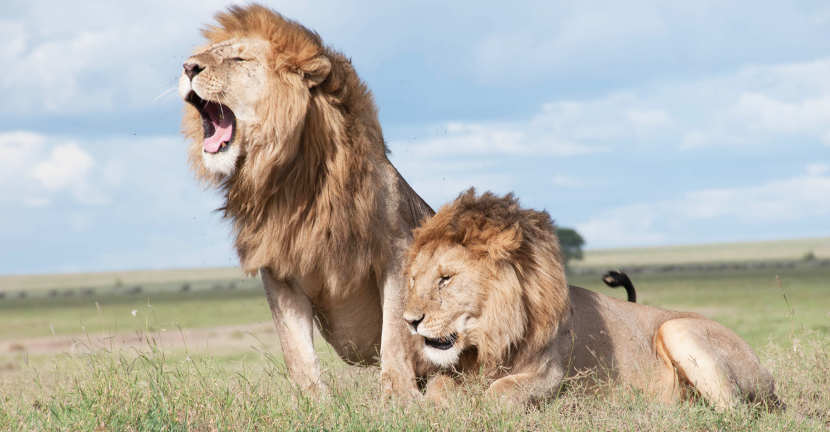 Safari wildlife scene in Tanzania