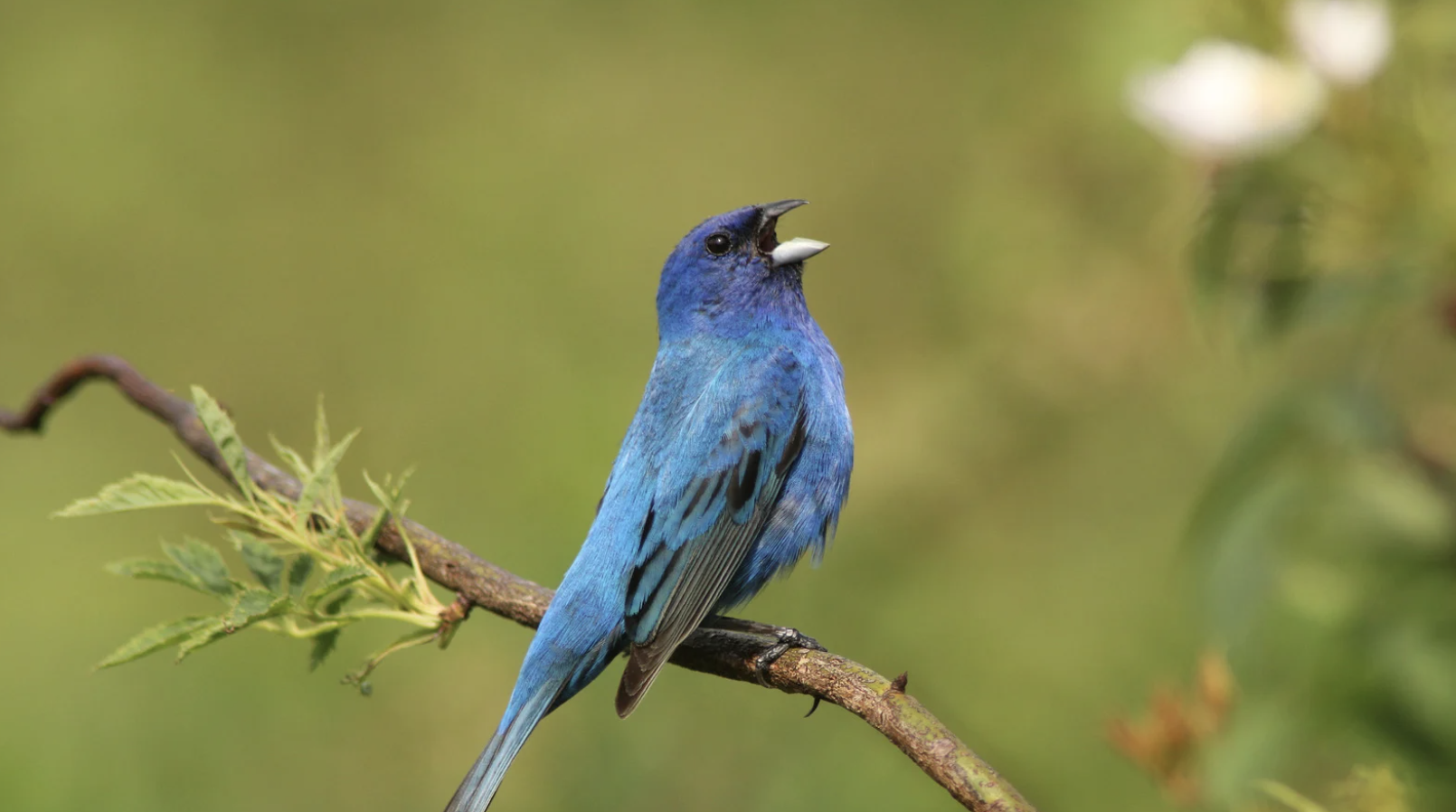 Indigo Bunting