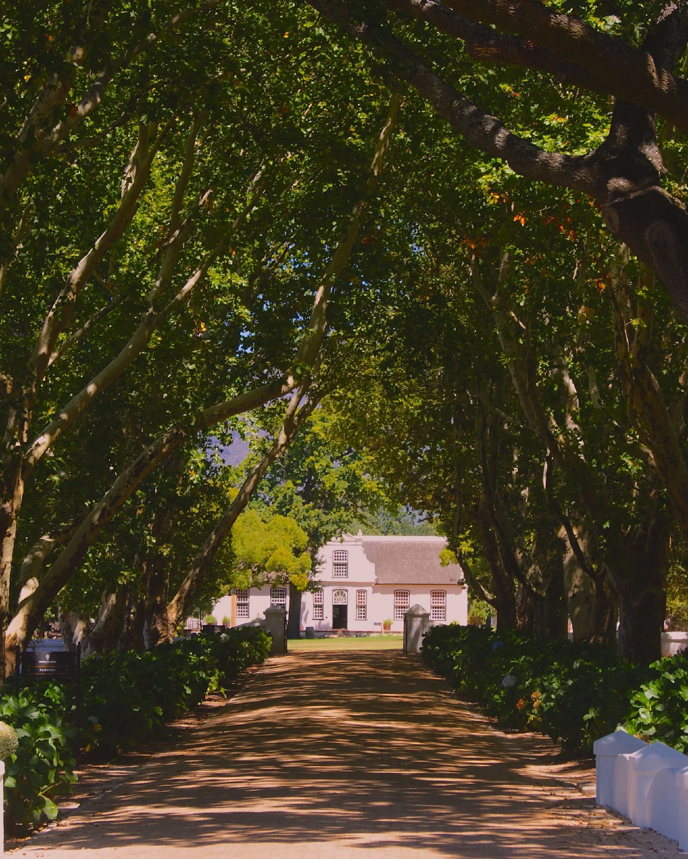 Viale alberato verso una tenuta storica nelle Winelands