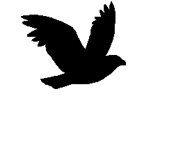 Flying Raven