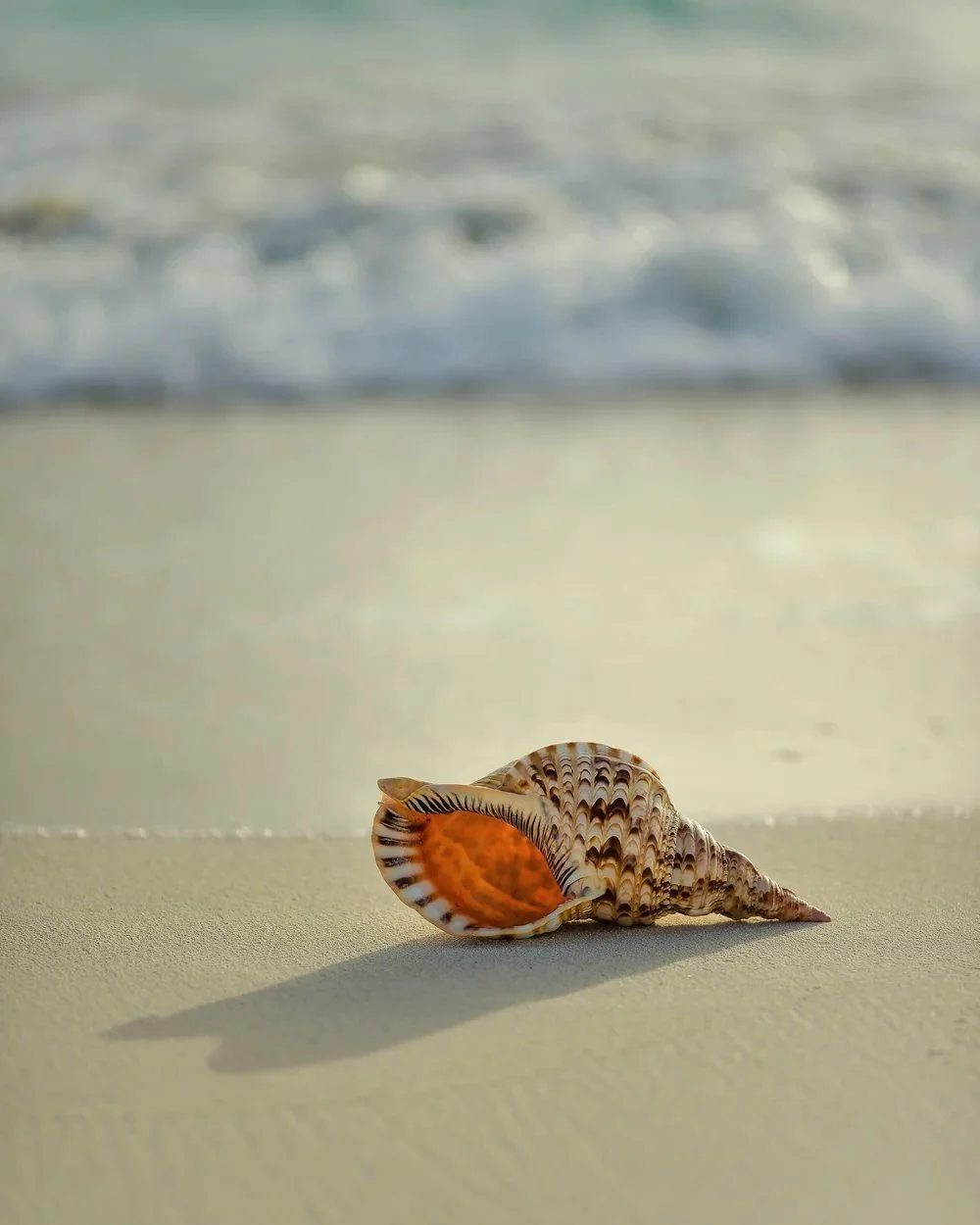A shell resting on the sand at the water's edge