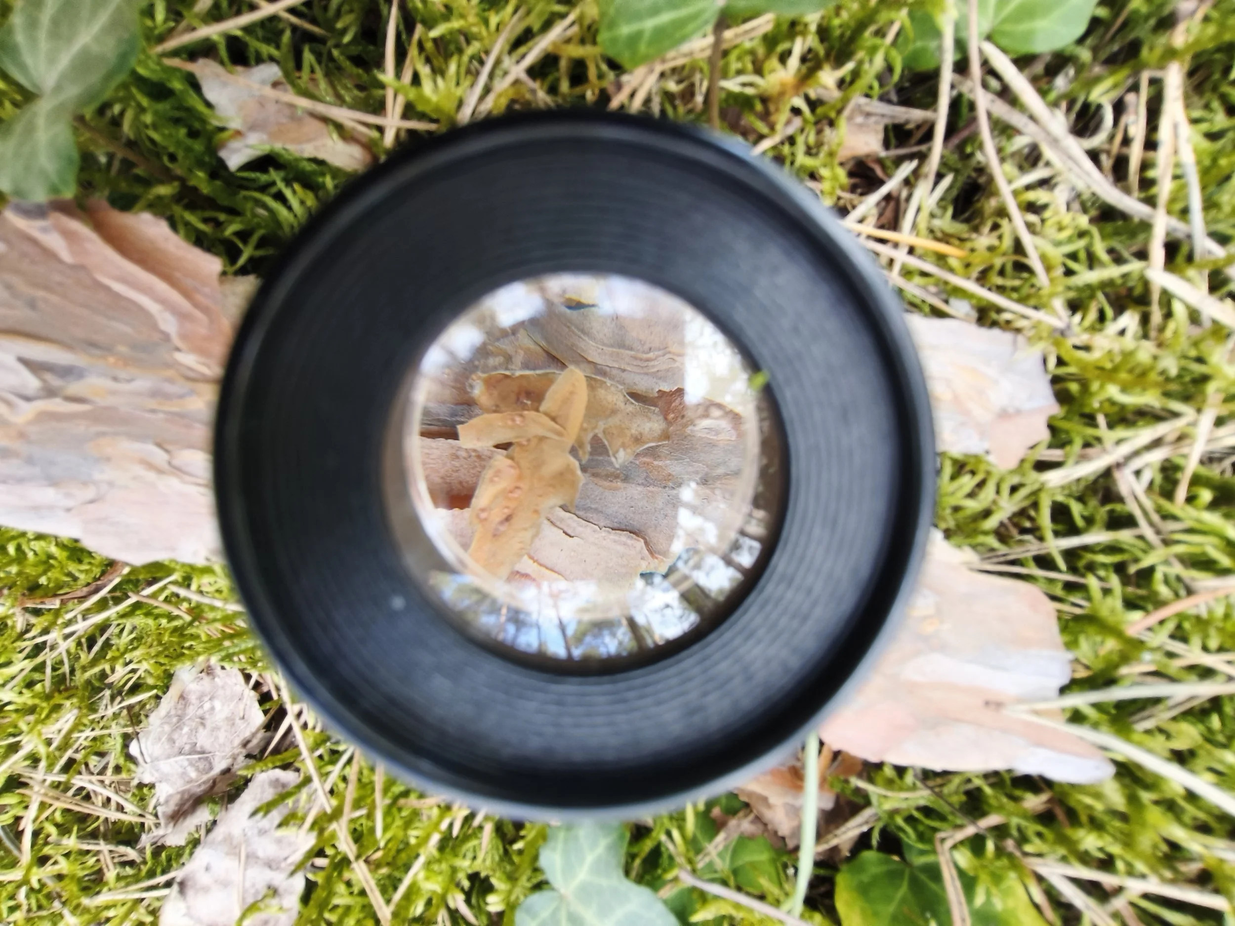 Shinrin Yoku Naturbeobachtung Lupe Waldbaden Berlin