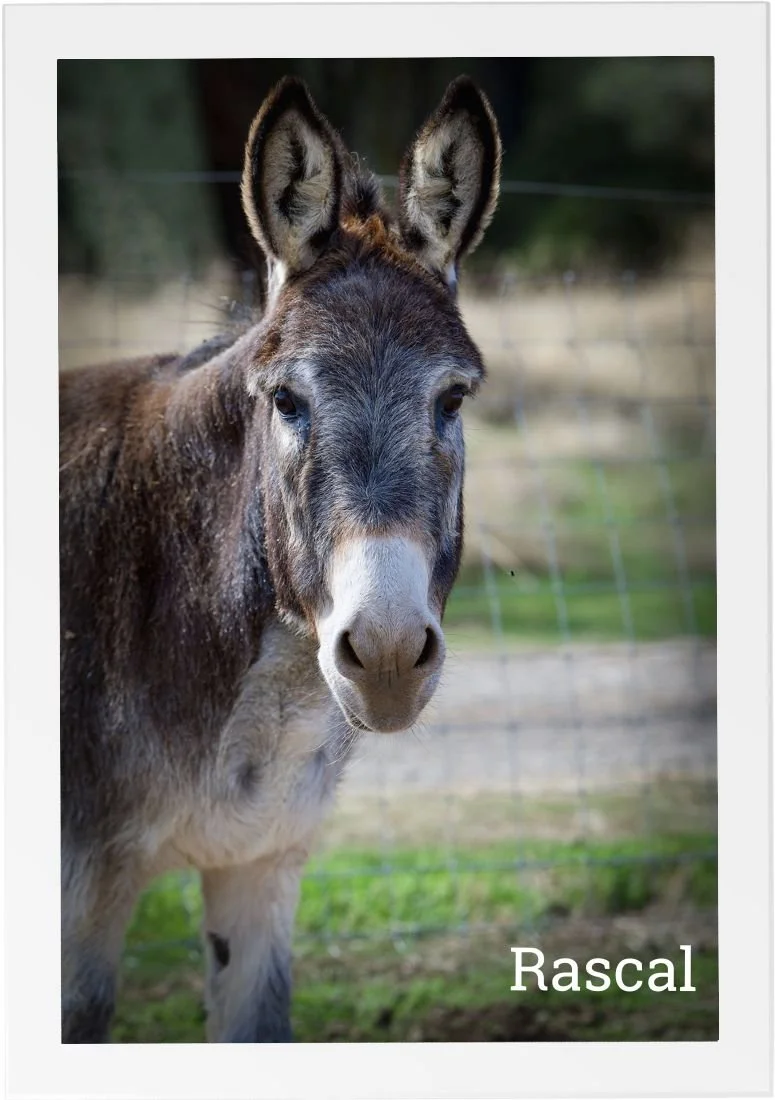 Rascal, a gentle support donkey at HorseSpeak, standing calmly in the pasture and looking toward the camera.