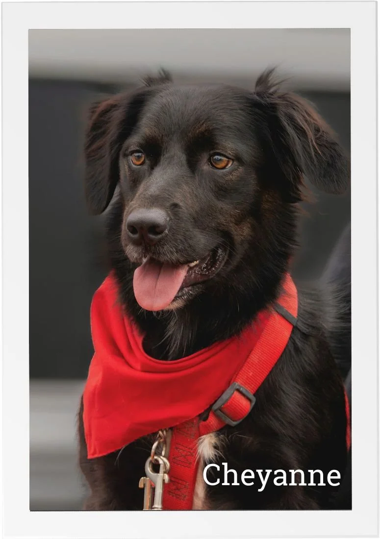 Cheyanne, a therapy support dog at HorseSpeak, wearing a red bandana and looking alert and friendly.