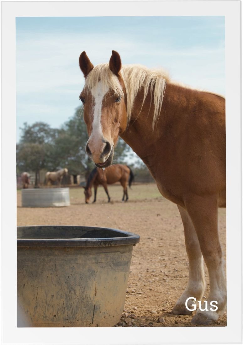 Gus, a calm therapy horse at HorseSpeak, standing near a water trough in the pasture with other horses in the background.