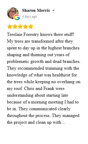 Treeline Forestry review 3