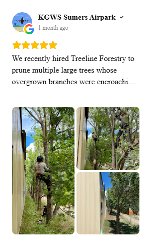 Treeline Forestry review 2