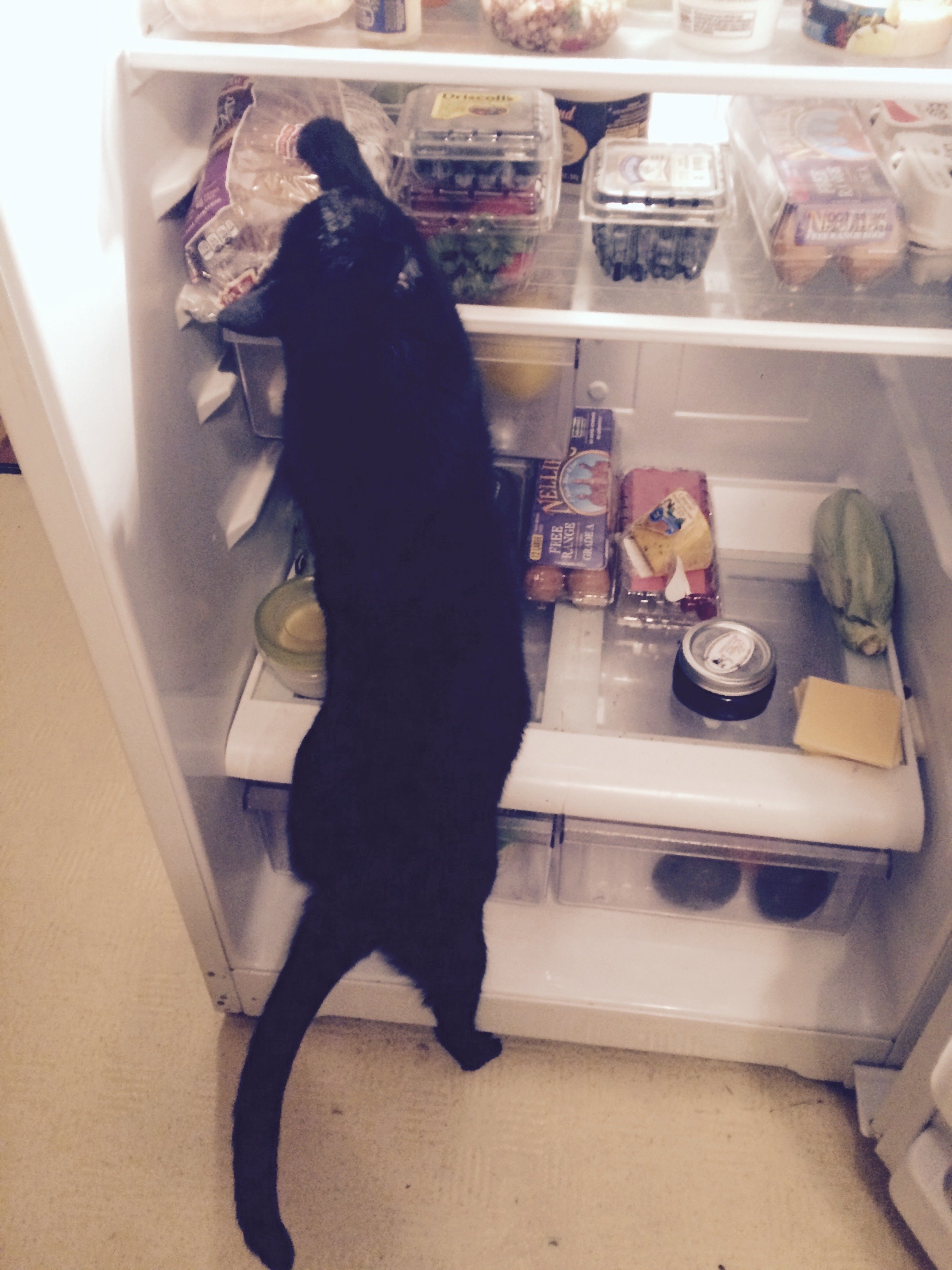 Bhuja climbing in the fridge