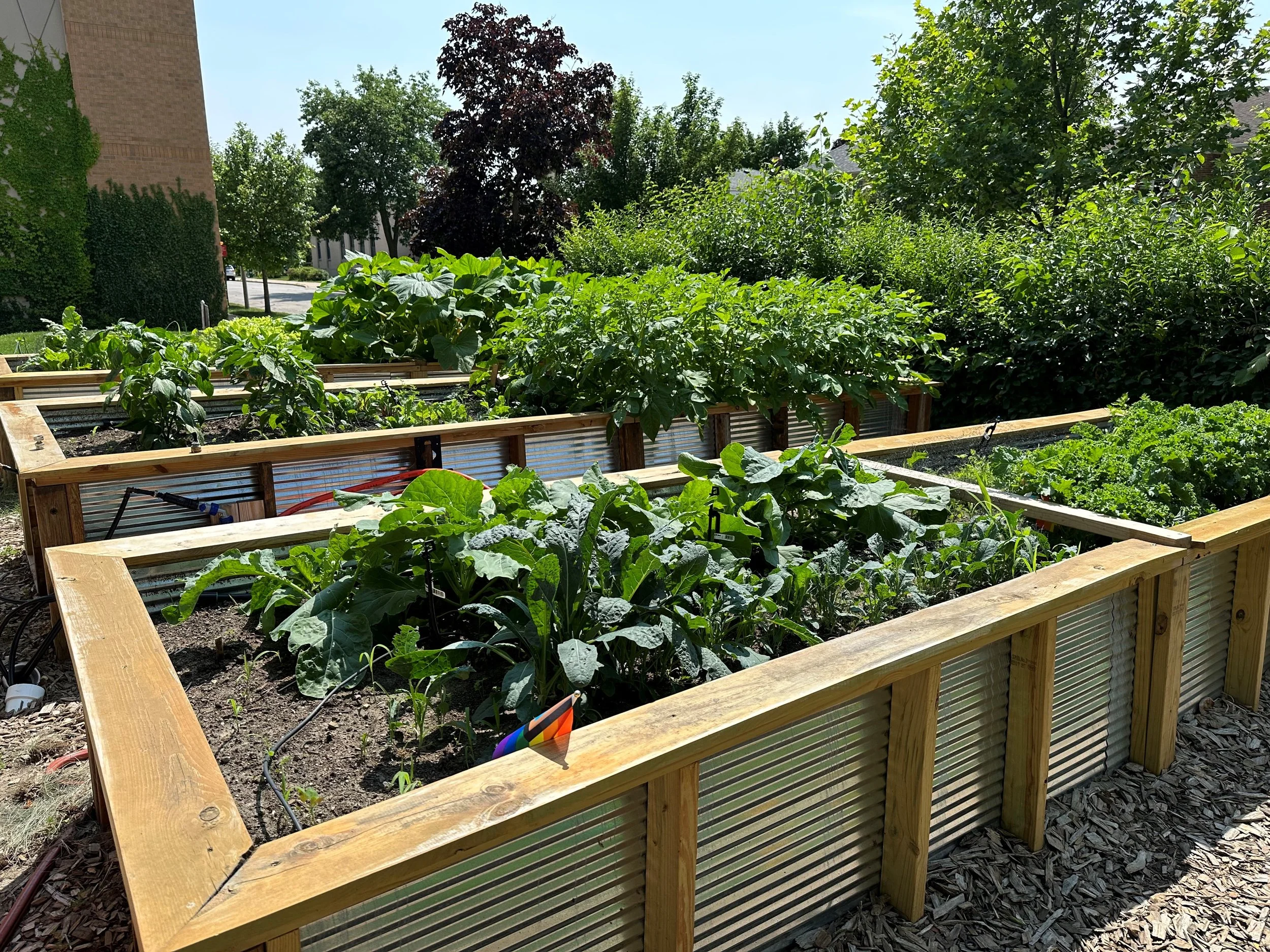 The raised garden beds at North Shore Presbyterian in summer