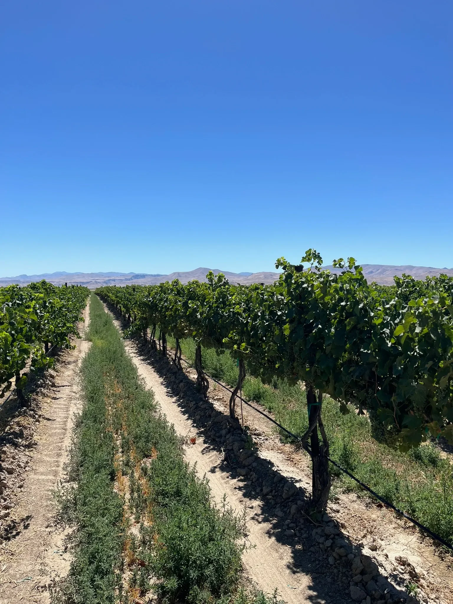 Skyline Vineyard, Snake River Valley Idaho