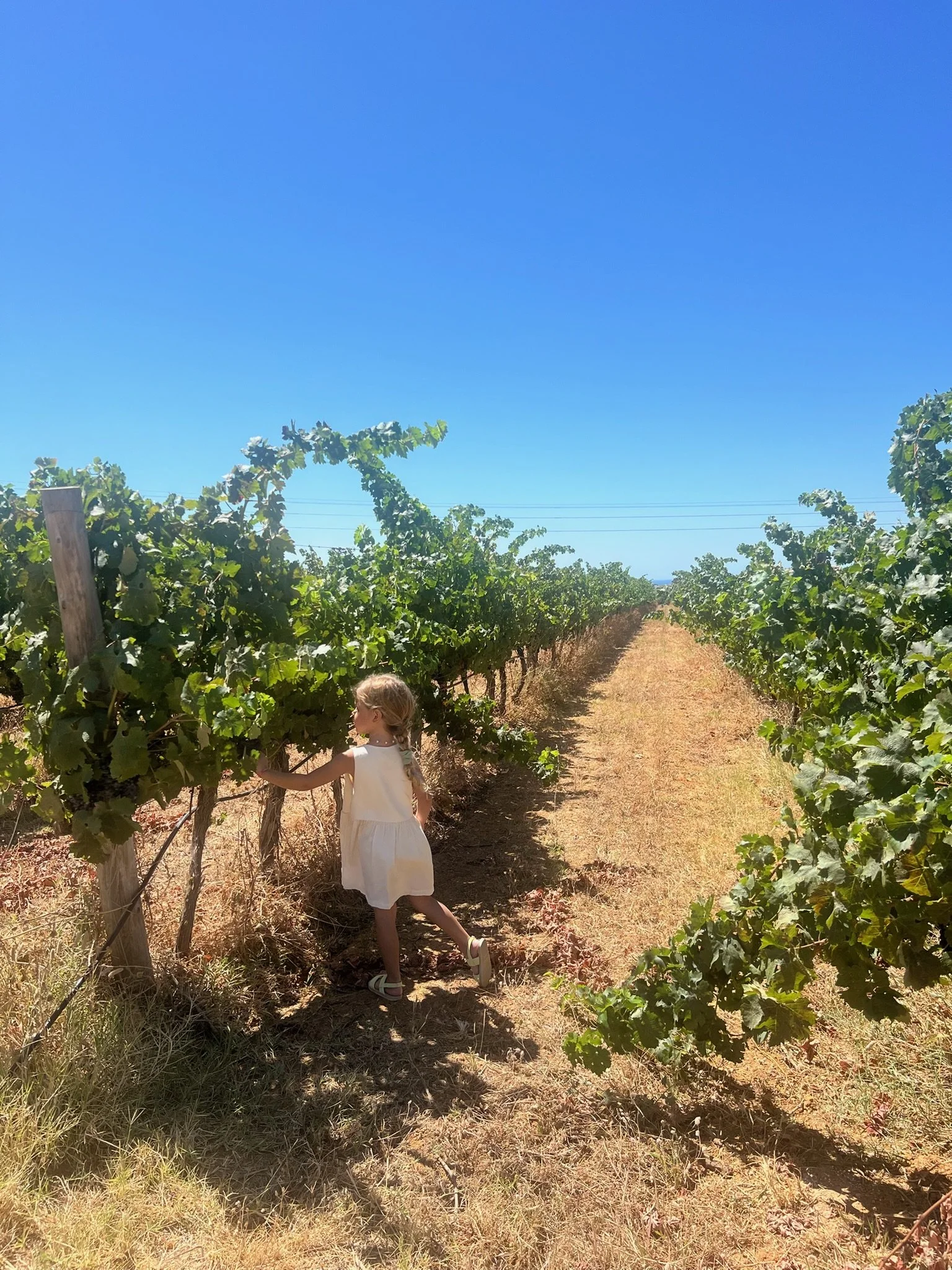 Ori Wines celebration