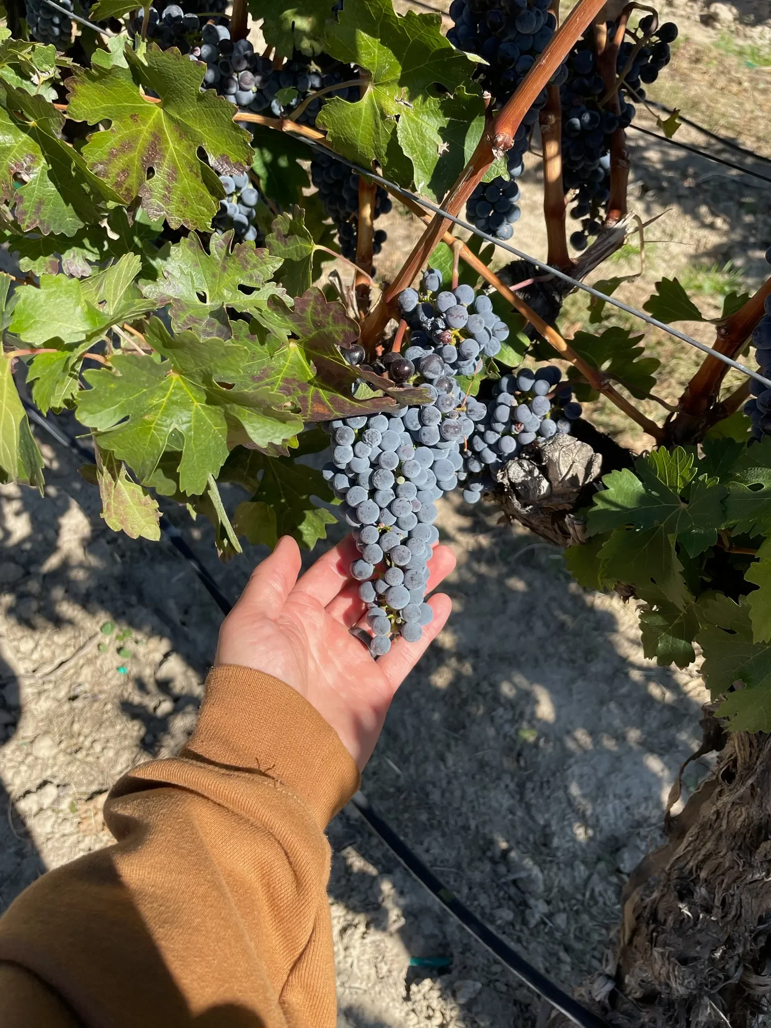 Ori Wines co-winemakers