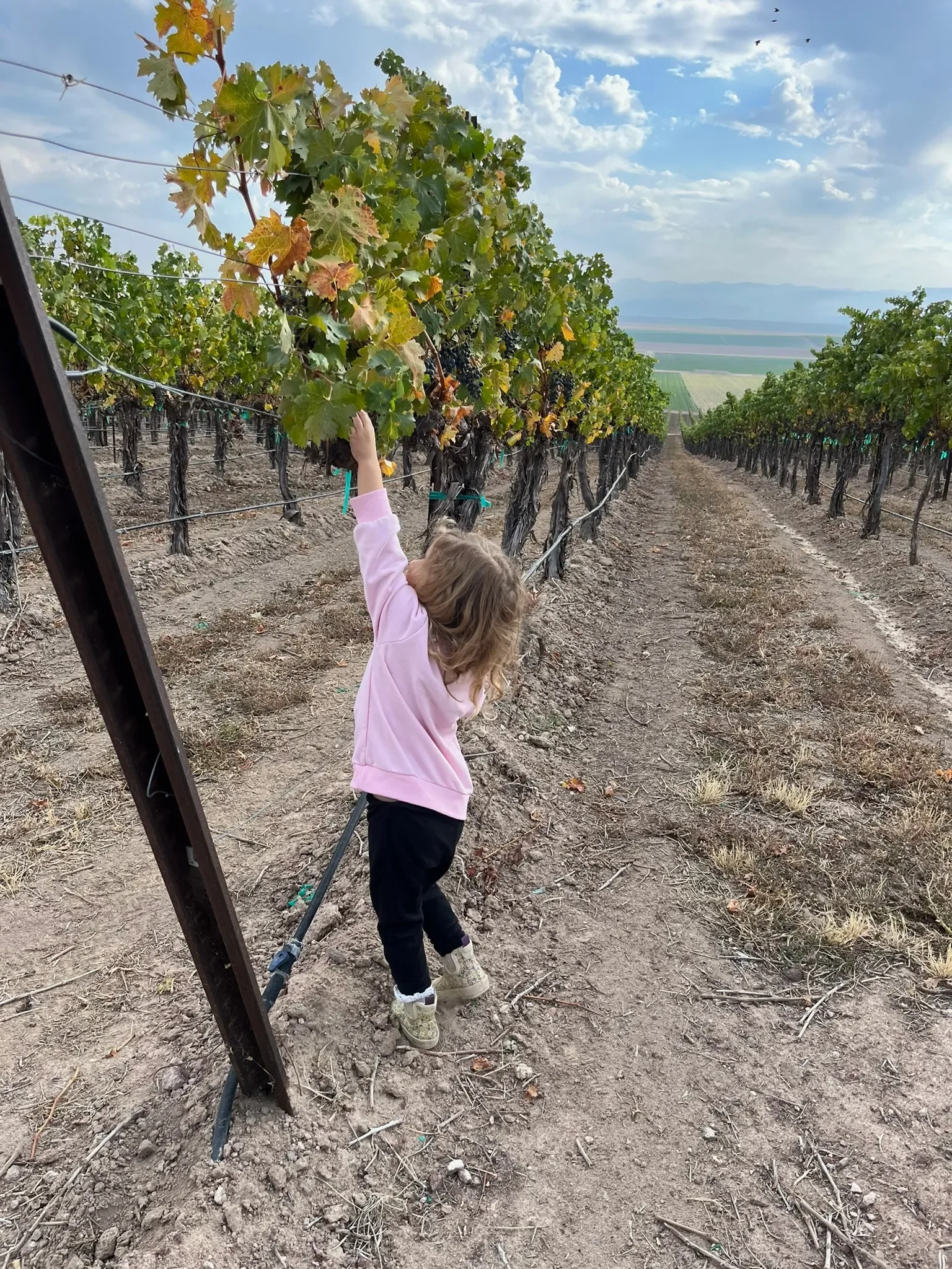Breck picking grapes at Skyline Vineyard