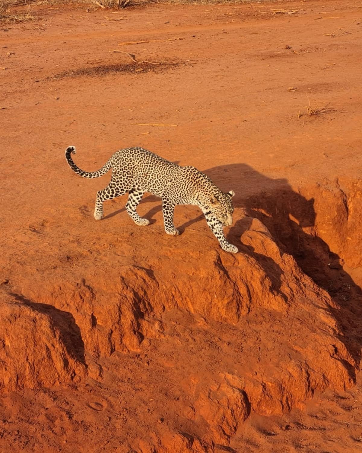 REXUS288: Petualangan Slot Thailand Dimulai Hari ini