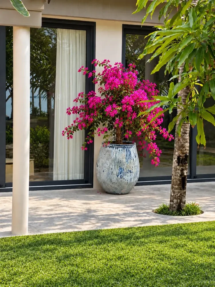 Garden terrace with a blue planter of pink bougainvillea