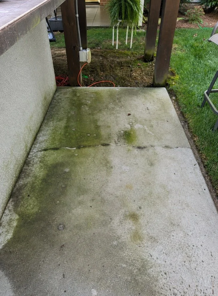 Concrete walkway before pressure washing, green with algae