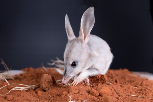 Bilby Experience