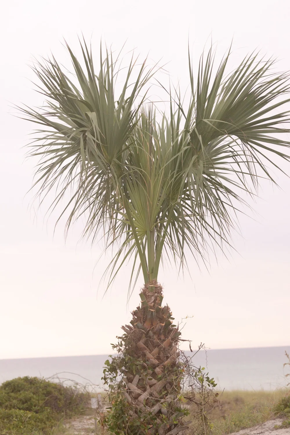 Sabal palm above the dunes