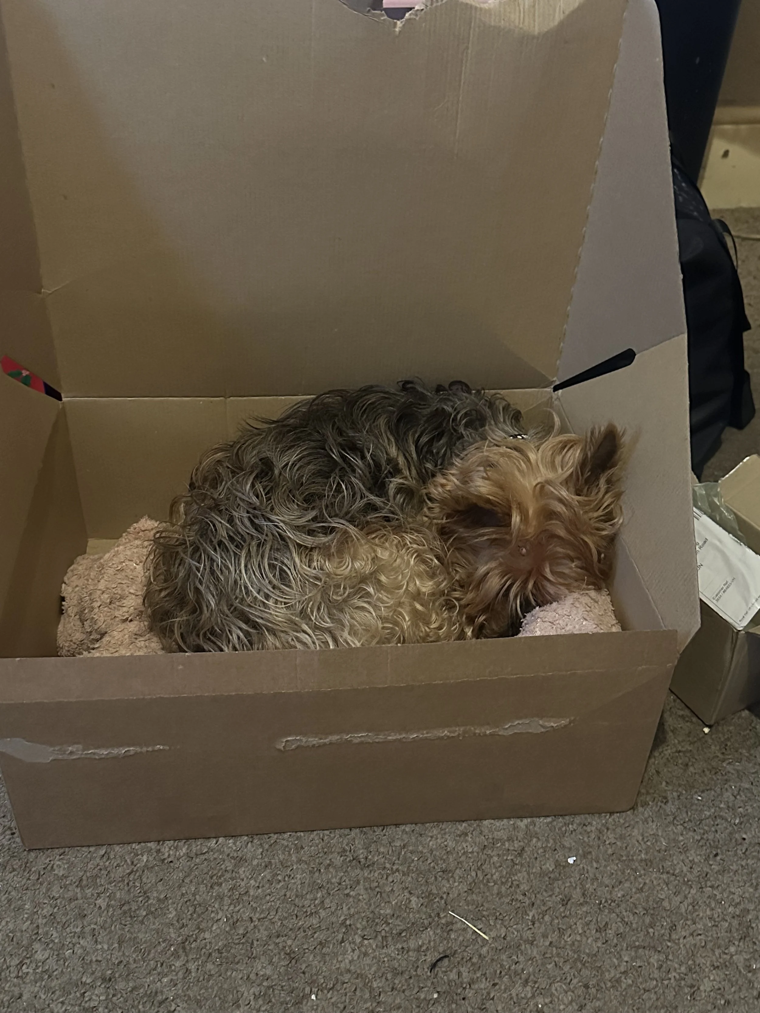 The remote office dog