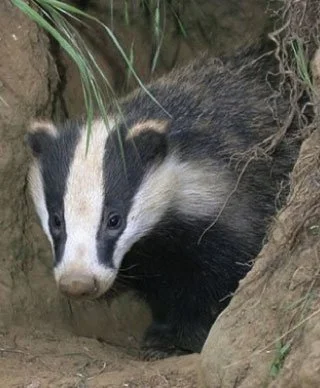 Badger at the entrance to its sett